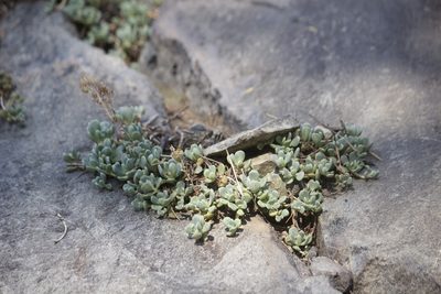 Sedum obtusatum, photographed by Diego Blanco