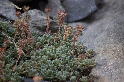 Sedum obtusatum, photographed by Diego Blanco