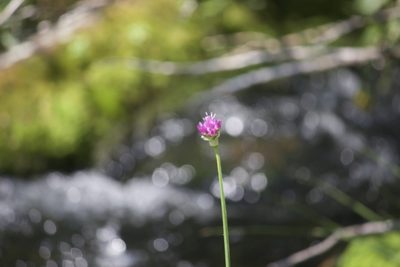 Allium validum, photographed by Diego Blanco