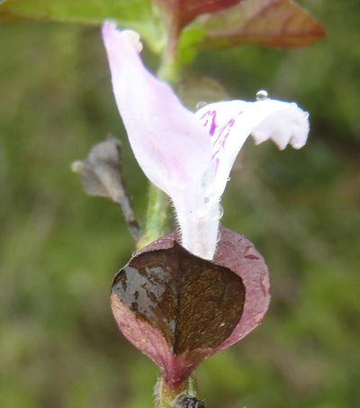 Dicliptera extenta, photographed by Nicola van Berkel