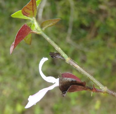 Dicliptera extenta, photographed by Nicola van Berkel