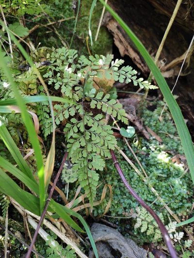 Cystopteris sudetica, photographed by Юлия