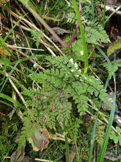 Cystopteris sudetica, photographed by Юлия
