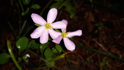 Sabatia angularis, photographed by Lindsey G.
