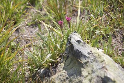 Castilleja lemmonii, photographed by Diego Blanco