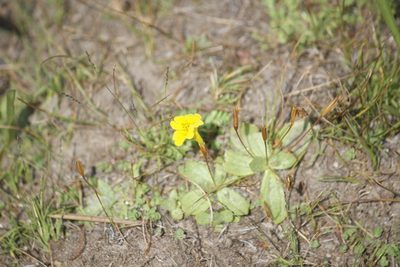 Erythranthe primuloides, photographed by Diego Blanco