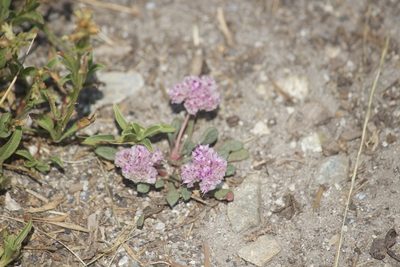 Cistanthe monosperma, photographed by Diego Blanco