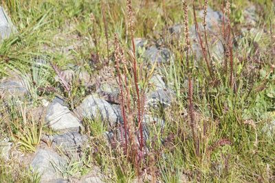 Pedicularis groenlandica, photographed by Diego Blanco