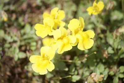Erythranthe tilingii