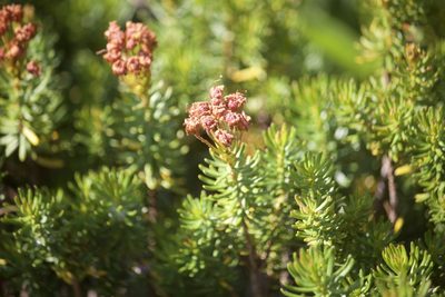 Phyllodoce breweri