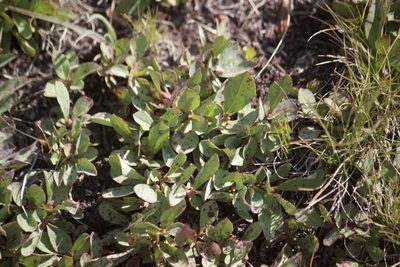 Vaccinium cespitosum, photographed by Diego Blanco