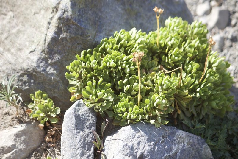 Primula suffrutescens, photographed by Diego Blanco