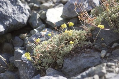 Eriogonum incanum, photographed by Diego Blanco
