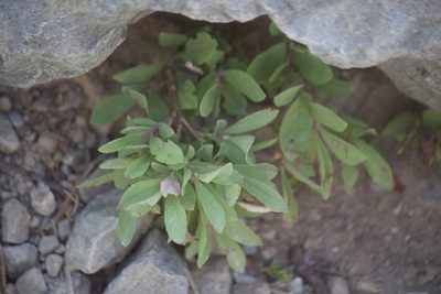 Vaccinium cespitosum, photographed by Diego Blanco
