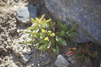 Vaccinium cespitosum, photographed by Diego Blanco