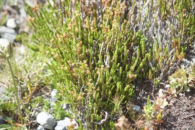 Cassiope mertensiana
