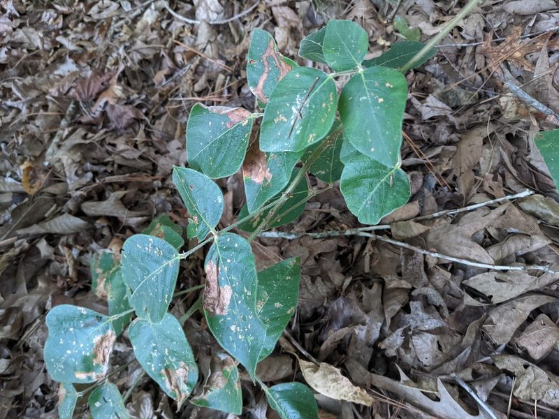 Desmodium viridiflorum, photographed by stephen