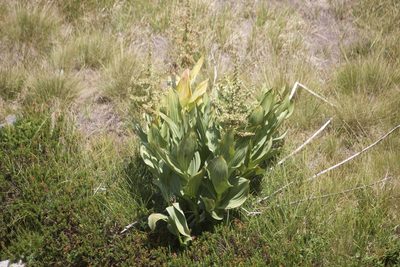 Veratrum californicum, photographed by Diego Blanco