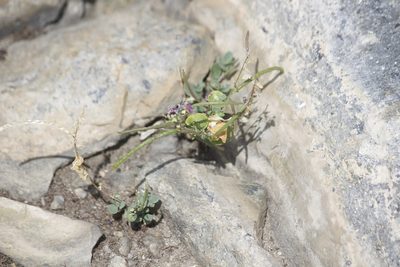 Streptanthus tortuosus, photographed by Diego Blanco