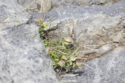 Streptanthus tortuosus, photographed by Diego Blanco