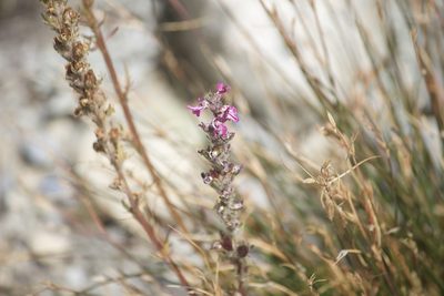 Pedicularis attollens