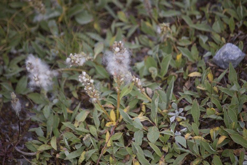 Salix petrophila, photographed by Diego Blanco