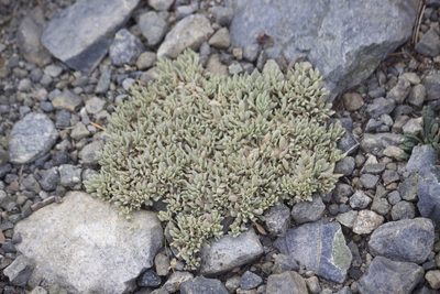 Eriogonum incanum, photographed by Diego Blanco