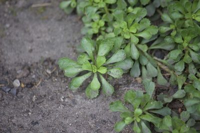Primula suffrutescens, photographed by Diego Blanco
