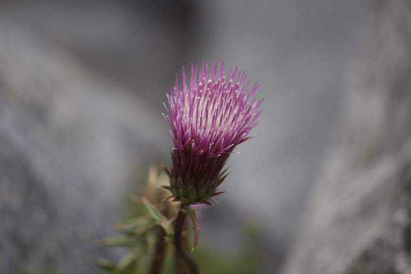 Cirsium andersonii, photographed by Diego Blanco