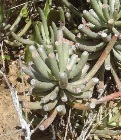 Caputia pyramidata, photographed by Nicola van Berkel