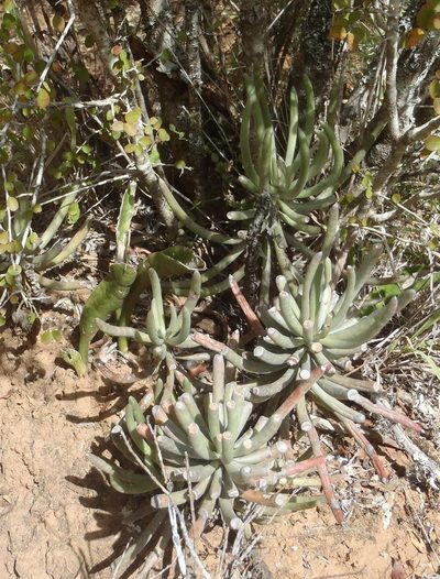 Caputia pyramidata, photographed by Nicola van Berkel