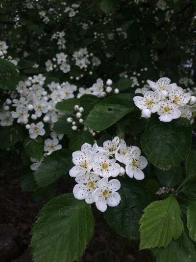 Crataegus suborbiculata, photographed by Étienne Lacroix-Carignan