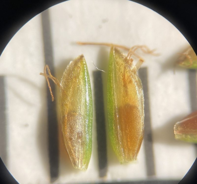 Cyperus filicinus, photographed by Zihao Wang