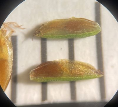 Cyperus filicinus, photographed by Zihao Wang