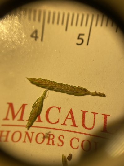 Cyperus filicinus, photographed by Zihao Wang