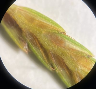 Cyperus filicinus, photographed by Zihao Wang