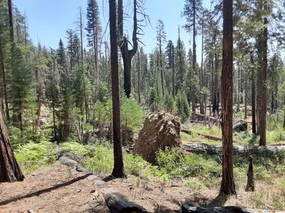 Sequoiadendron giganteum, photographed by Jeff Lahr