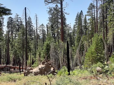 Sequoiadendron giganteum, photographed by Jeff Lahr