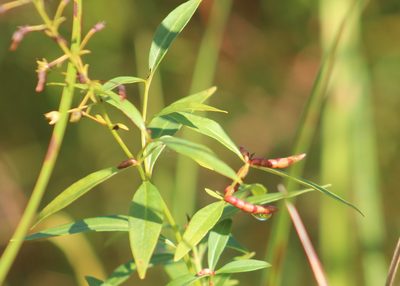 Lysimachia terrestris, photographed by Steven Lamonde