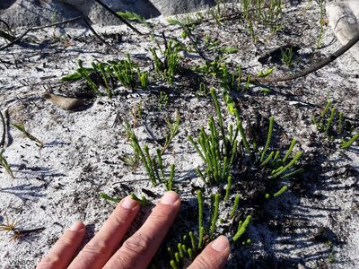 Audouinia capitata, photographed by Chris Vynbos