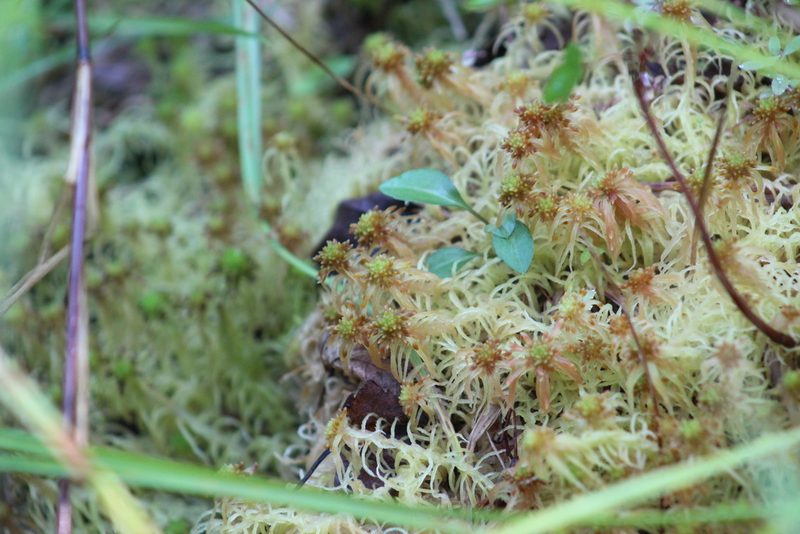 Sphagnum flexuosum, photographed by Steven Lamonde