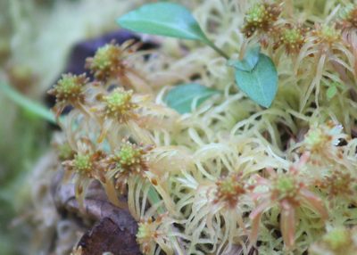 Sphagnum flexuosum, photographed by Steven Lamonde