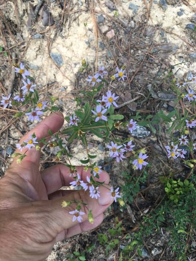 Eurybia compacta, photographed by Becky Dill