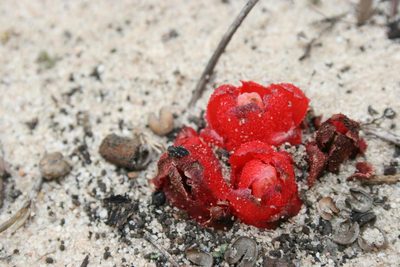 Cytinus sanguineus, photographed by Jacques van der Merwe