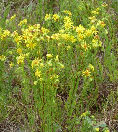 Chrysopsis subulata, photographed by Stan Shebs