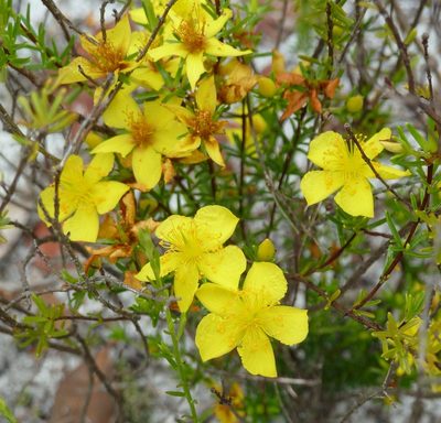 Hypericum tenuifolium, photographed by Stan Shebs