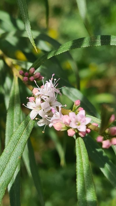 Myoporum bateae, photographed by Vale Jenny Conolly