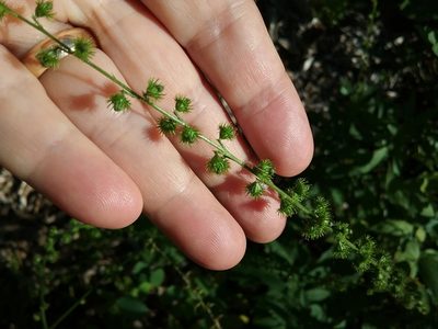 Agrimonia parviflora, photographed by Mary Crickmore