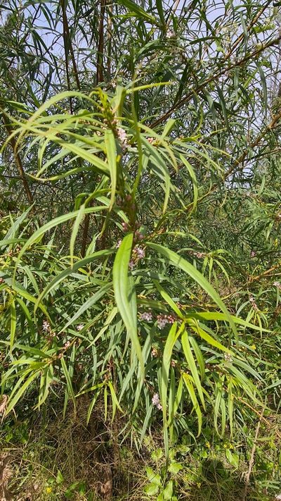Myoporum bateae, photographed by Vale Jenny Conolly