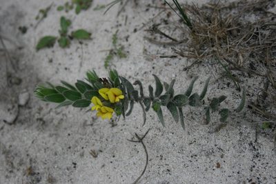 Xiphotheca reflexa, photographed by Jacques van der Merwe